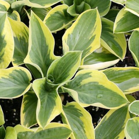 Hosta "Brim Cup" [Vaso 17cm]