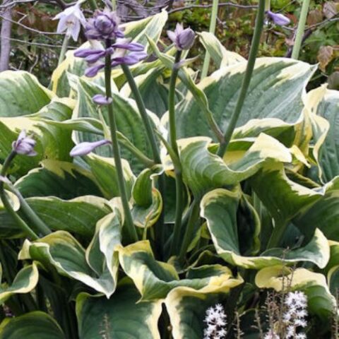 Hosta fluctuans "Sagae" [Vaso 10cm]
