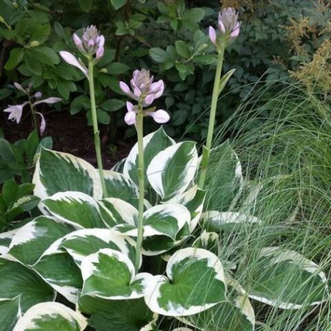Hosta fortunei "Patriot" [Vaso 11cm]
