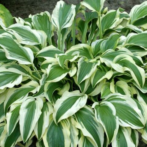 Hosta "Ground Master" [Vaso 8/10cm]