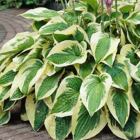Hosta "Wide Brim" [Vaso 11cm]