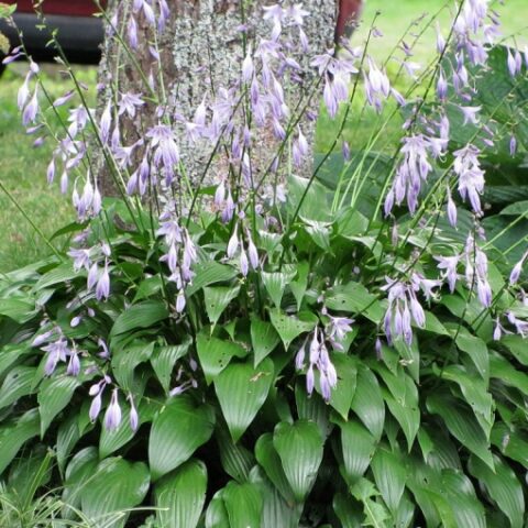 Hosta lancifolia [Vaso 8/10cm]