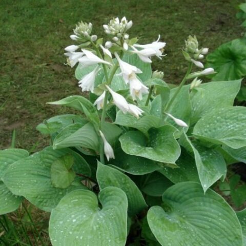 Hosta plantaginea "Grandiflora" [Vaso 8/10cm]