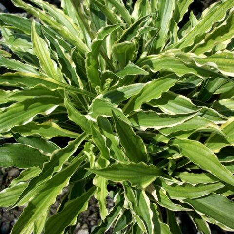 Hosta "Stiletto" [Vaso 8/10cm]