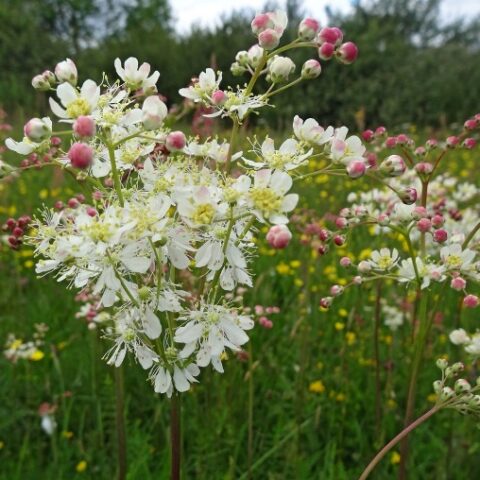 Filipendula vulgaris [Vaso 8/10cm]