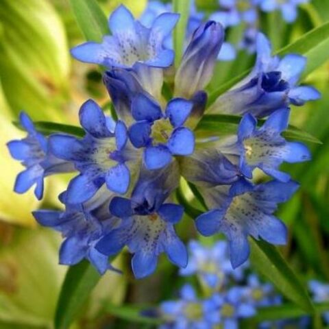 Gentiana dahurica (Genziana)