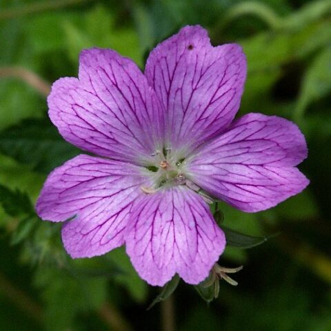 Geranium endressii "Shadow Pink" [Vaso 18cm]