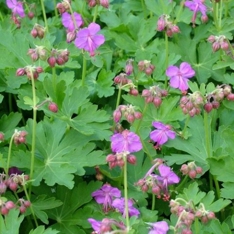 Geranium macrorrhizum "Czakor" [Vaso 18cm]