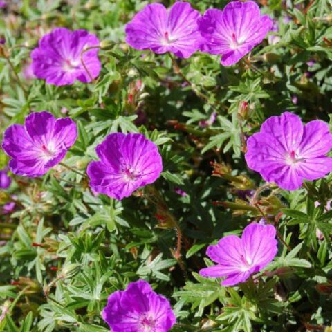 Geranium sanguineum "Nanum" [Vaso 18cm]