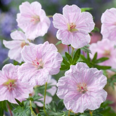 Geranium sanguineum "Vision Pink" [Vaso 14cm]