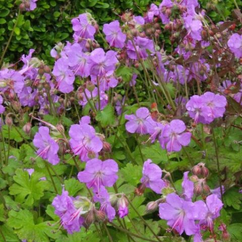 Geranium x cantabrigiense "Karmina"