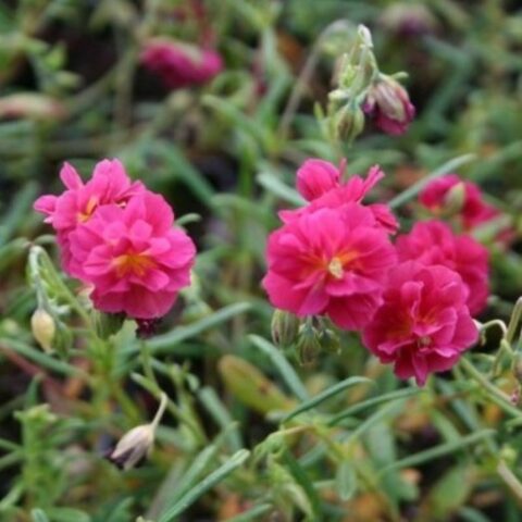 Helianthemum hybridum "Cerise Queen" [Vaso 18cm]