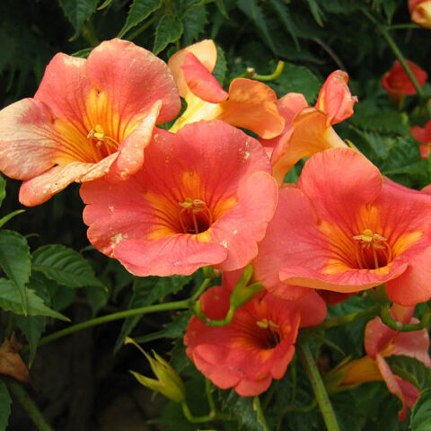 Campsis grandiflora (Bignonia) [Vaso 19cm]