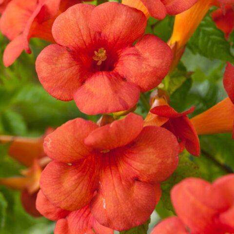 Campsis x tagliabuana "Madame Galen" (Bignonia)