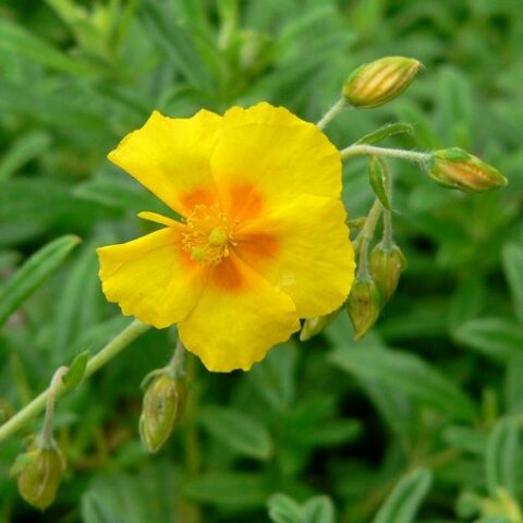 Helianthemum hybridum "Golden Queen" [Vaso 10cm]