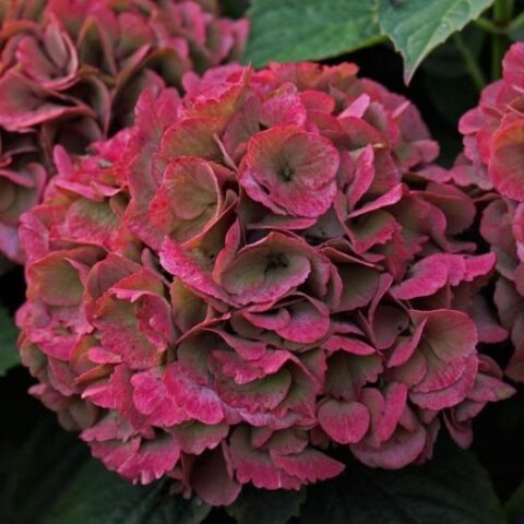 Hydrangea macrophylla "Red Baron" (Ortensia) [Vaso 17cm]