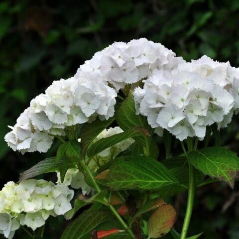 Hydrangea macrophylla "Soeur Therese" (Ortensia) [Vaso 19cm]