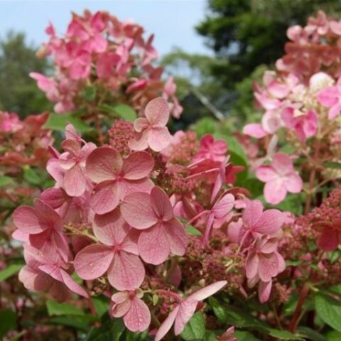 Hydrangea paniculata "Early Sensation" (Ortensia) [Vaso 26cm]