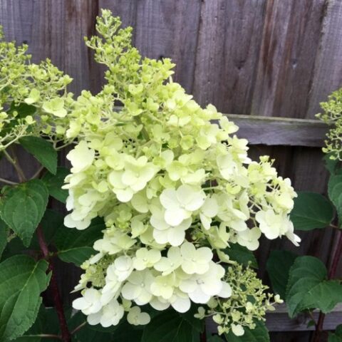 Hydrangea paniculata "Silver Dollar" (Ortensia)