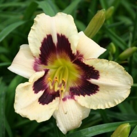 Hemerocallis "Alaqua" [Vaso 18cm]
