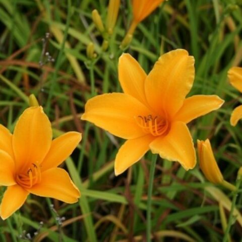 Hemerocallis "Aten" [Vaso 8/10cm]