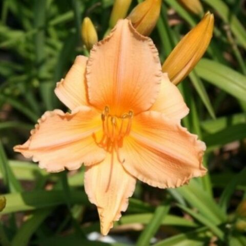 Hemerocallis "Baley Hay" [Vaso 18cm]
