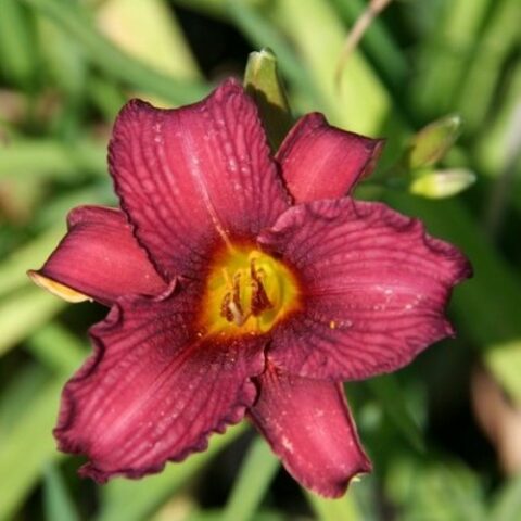 Hemerocallis "Little Wine Cup" [Vaso 15cm]