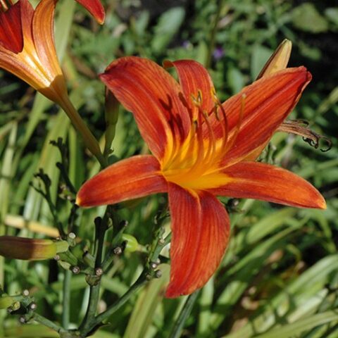 Hemerocallis "Sammy Russell" [Vaso 8/10cm]