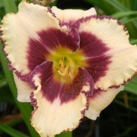 Hemerocallis "Siloam Fairy Tale" [Vaso 8/10cm]