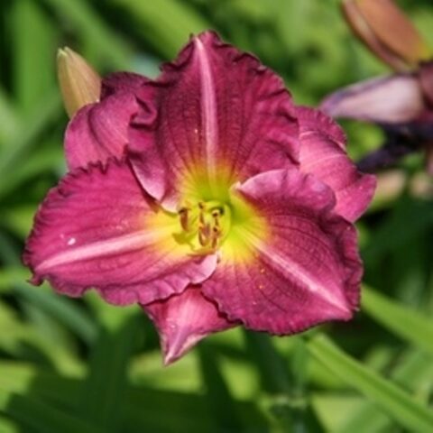 Hemerocallis "Siloam Royal Prince" [Vaso 8/10cm]