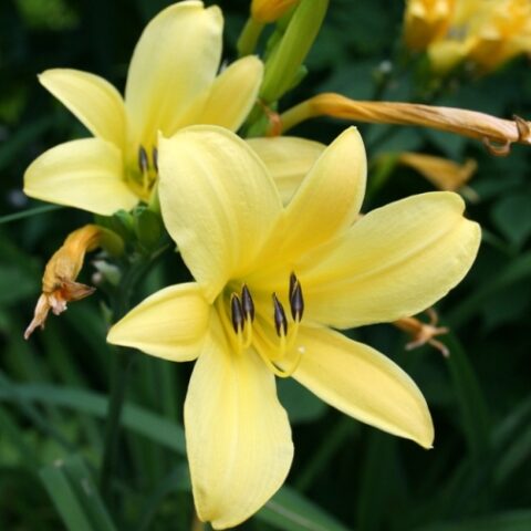 Hemerocallis thunbergii [Vaso 8/10cm]