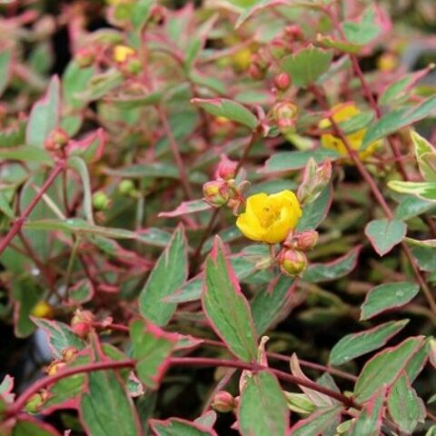 Hypericum x moserianum "Tricolor Repens" [Vaso 13cm]
