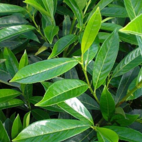 Prunus laurocerasus "Caucasica" (Lauro) [Vaso 20cm]