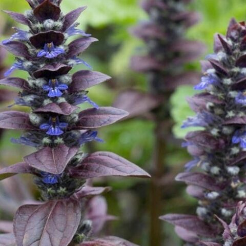 Ajuga reptans "Braunherz" [Vaso 14cm]
