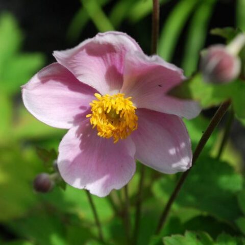Anemone hupehensis "September Charm" [Vaso 8/10cm]