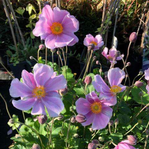 Anemone x hybrida "Montrose" [Vaso 18cm]