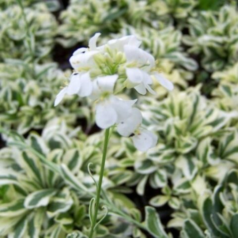 Arabis ferdinandi-coburgii "Aureovariegata" [Vaso 8/10cm]