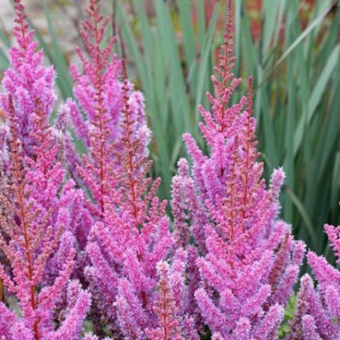 Astilbe x arendsii "Astary Rose"