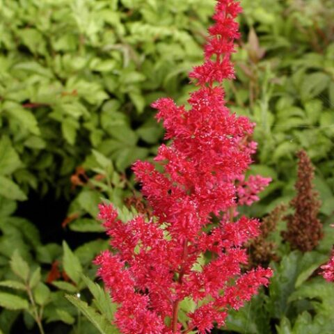 Astilbe x arendsii "Gertrud Brix" [Vaso 8/10cm]