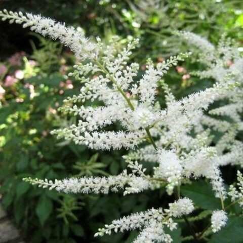 Astilbe x arendsii "Washington" [Vaso 8/10cm]