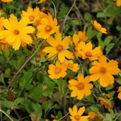 Coreopsis auriculata f. nana "Elfin Gold" [Vaso 8/10cm]