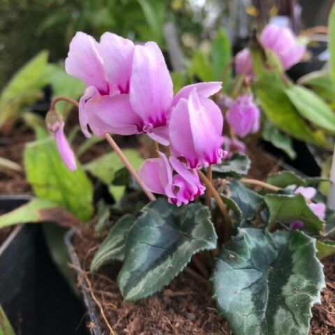 Cyclamen hederifolium "Rosenteppich" [Vaso 8/10cm]