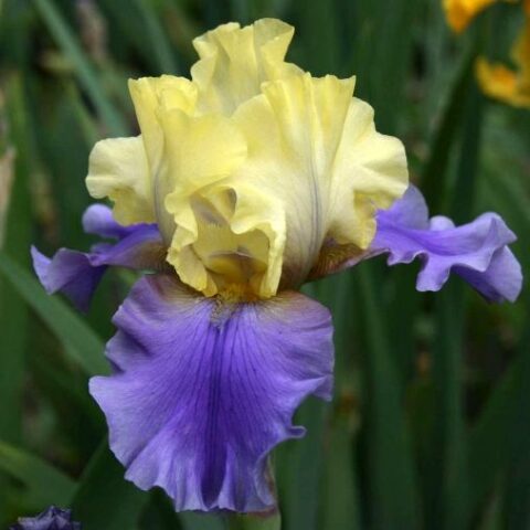 Iris germanica "Edith Wolford" (Giaggiolo) [Vaso 8/10cm]