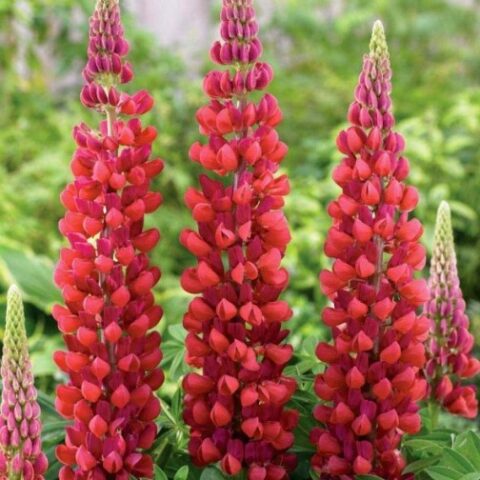 Lupinus polyphyllus Russell "My Castle" (Lupino) [Vaso 11cm]