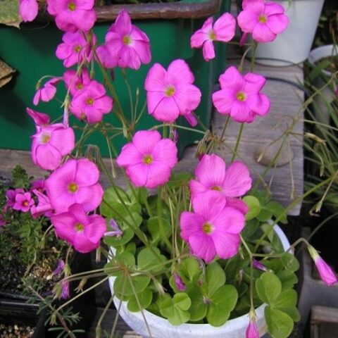 Oxalis bowiei [Vaso 8/10cm]