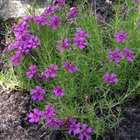Phlox amoena "Variegata" [Vaso 8/10cm]