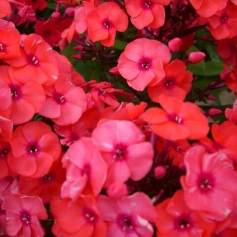 Phlox paniculata "Orange" [Vaso 8/10cm]