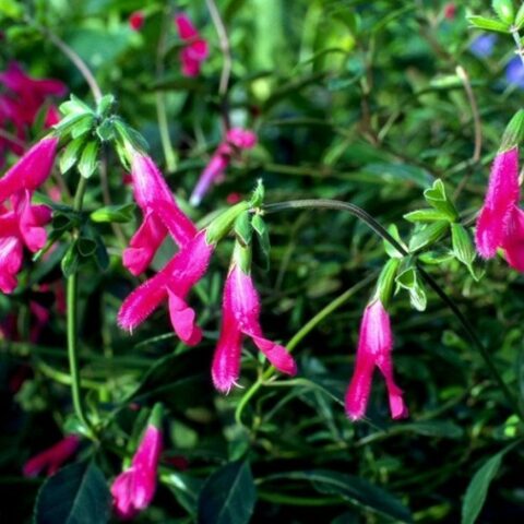 Salvia buchananii [Vaso 8/10cm]