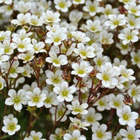 Saxifraga x arendsii "Pixie White" [Vaso 8/10cm]