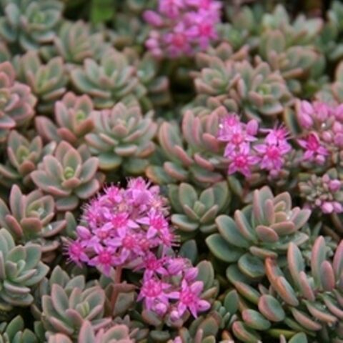 Sedum pluricaule [Vaso 8/10cm]